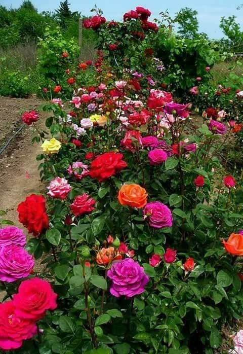 Rosas Cómo cultivar rosas en mi jardín - Blog de Mary