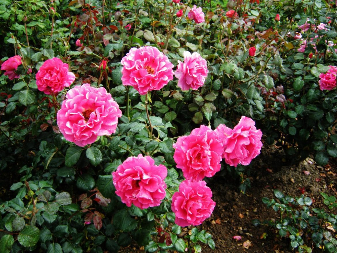 Rosas Cómo cultivar rosas en mi jardín - Blog de Mary