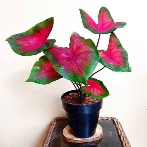 5 Plantas de interiores que darán un toque especial a tu casa. Caladium bicolor