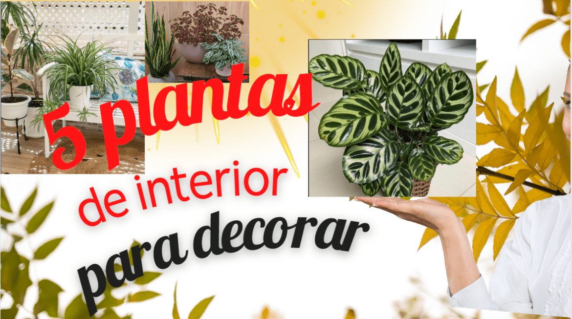 5 Plantas de interior para decorar