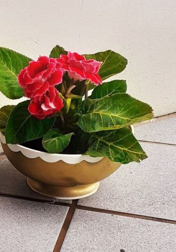 Ideas encantadoras para decorar con plantas y flores tu hogar