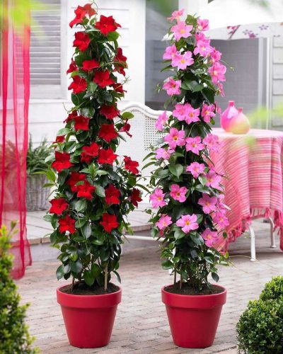 Ideas encantadoras para decorar con plantas y flores