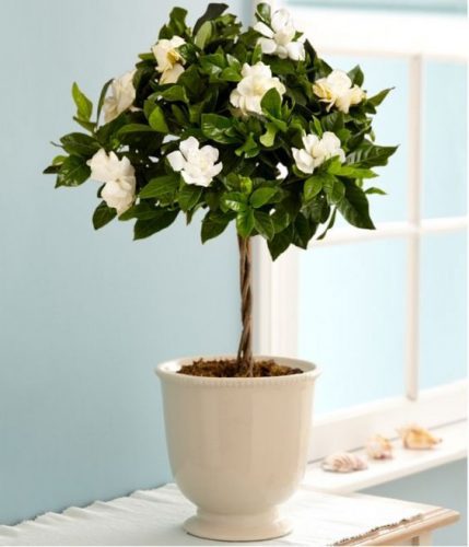 Ideas encantadoras para decorar con plantas y flores