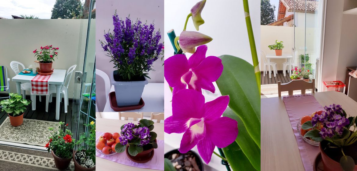 Cómo mantengo mis plantas hermosas y saludables