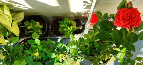 Cómo mantengo mis plantas hermosas y saludables