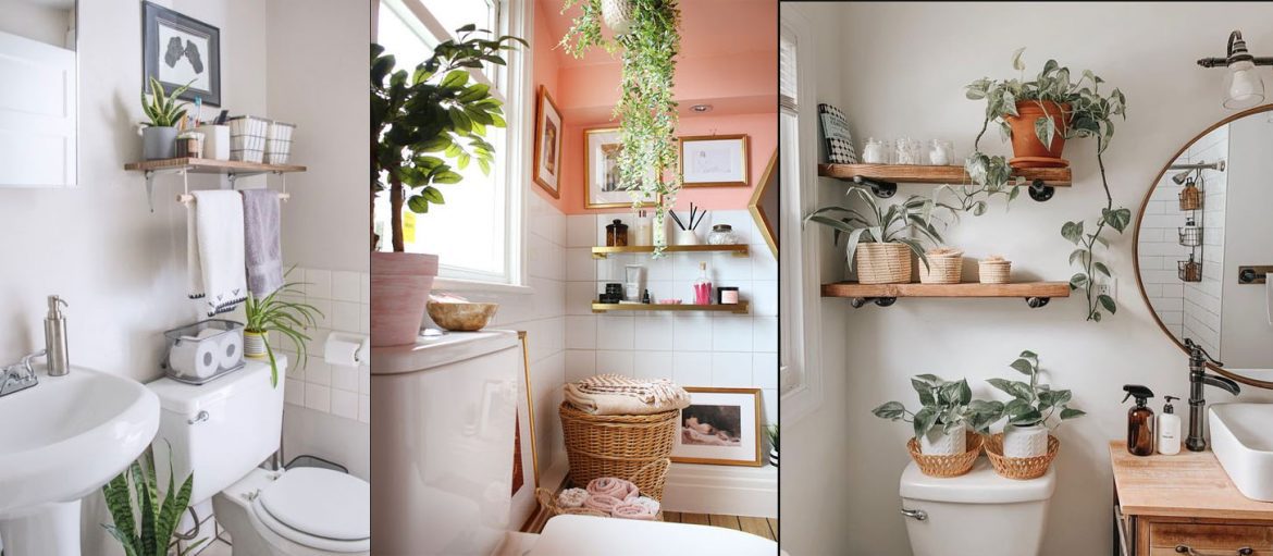 Qué plantas colocar en el baño y sus beneficios