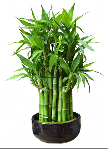 Palma de bambú