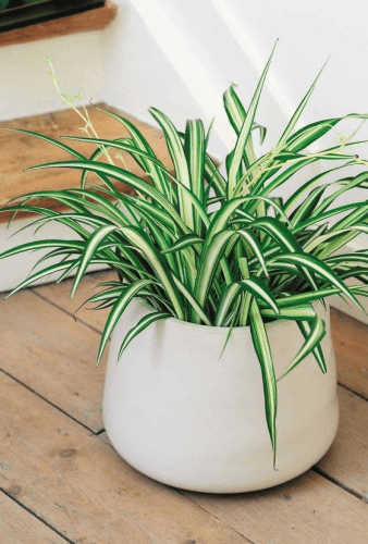Plantas que eliminan la humedad de la casa