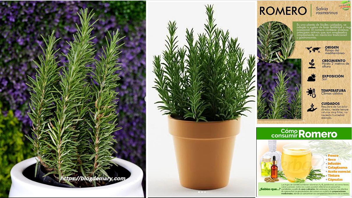 thumbnail image 2 of Healthy Supplements Romero Tea - Dried Hierba / Herb Tea - Made In USA 2 of 5