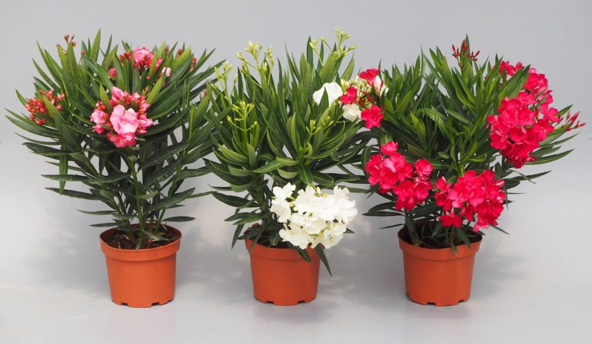 Oleandro. La planta Mortal que se Encuentra en todas Partes