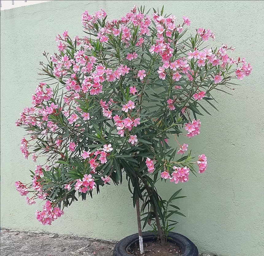 Oleandro Rosa Planta Oleandro. La planta Mortal que se Encuentra en todas Partes - Blog de Mary