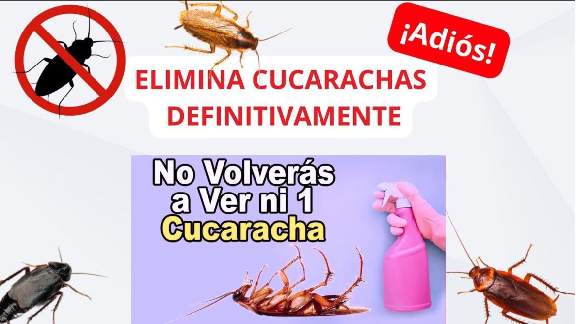 Cómo Eliminar las Cucarachas