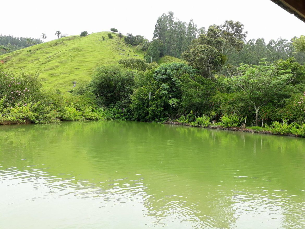 Haiku, Hokku, Senryu, Tanka (poesía japonesa)