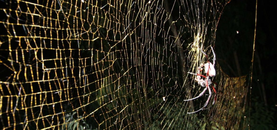 “Si le pides a Dios un árbol te lo dará, en forma de semilla”.