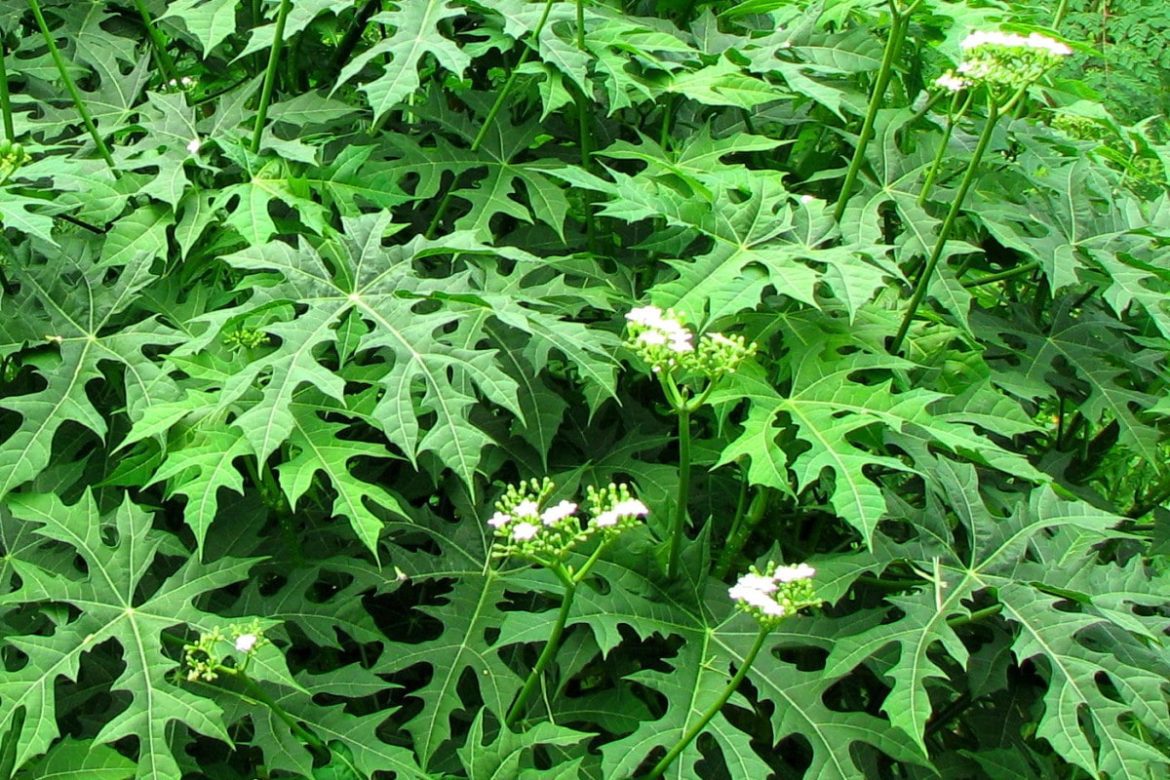 La Chaya es una planta milagrosa que mejora la salud